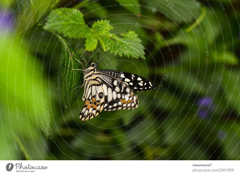 flutter man Animal Wild animal Butterfly 1 Hang Illuminate Sit Wait Esthetic Natural Cute Brown Green Black White Feeler Exotic Judder Wing Colour photo