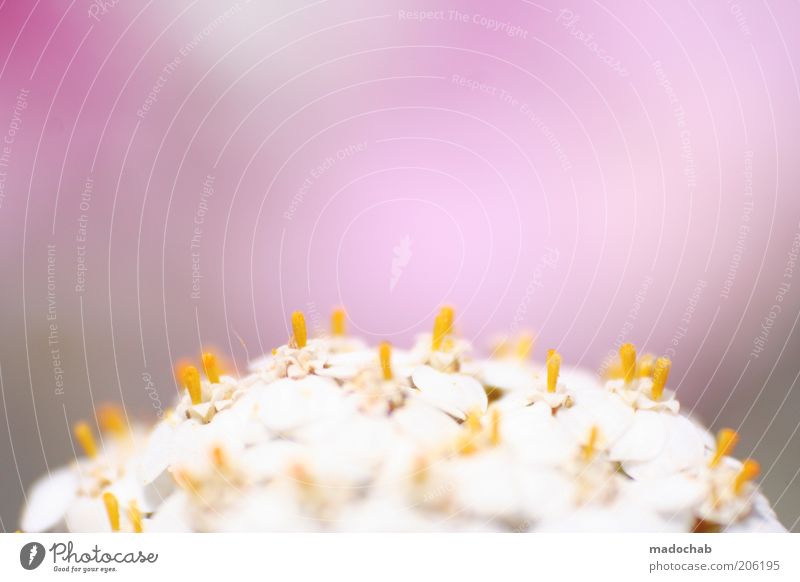 Sit down, beanie. Beautiful Harmonious Calm Fragrance Plant Flower Blossom Esthetic Colour Pink Soft Exterior shot Close-up Detail Macro (Extreme close-up)