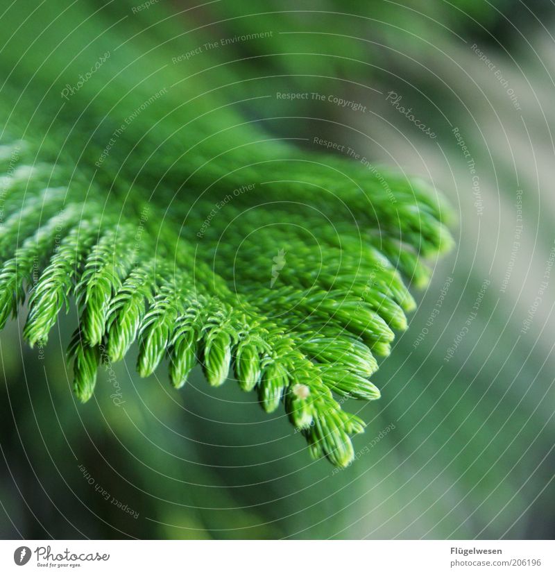 Oh, Christmas tree! Plant Tree To dry up Growth Coniferous trees Clearing Green Colour photo Branch Exterior shot Nature Day