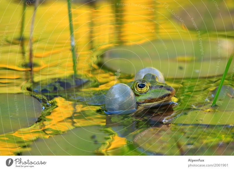 Risk the cheeks bursting. Plant Leaf Wild plant Water lily leaf Garden Park Bog Marsh Pond Animal Wild animal Frog 1 Swimming & Bathing Quack Loud frog pond