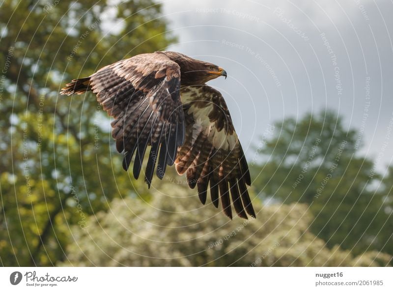 Steppe Eagle Environment Nature Animal Sky Clouds Sunlight Spring Summer Autumn Beautiful weather Tree Bushes Forest Wild animal Bird Animal face Wing Zoo