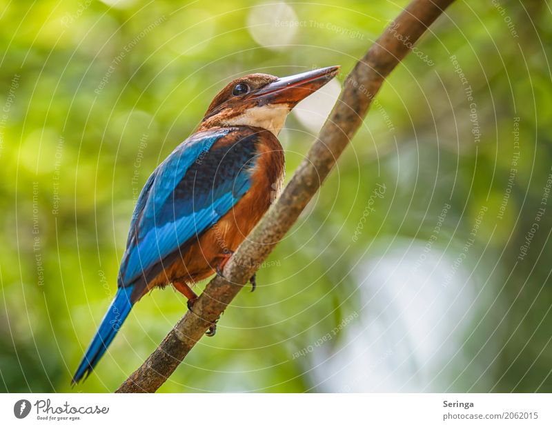 Looking up Coast Lakeside River bank Ocean Animal Wild animal Bird Animal face Wing Claw 1 Flying Kingfisher Multicoloured Blue Kingfisher Brown Kingfisher