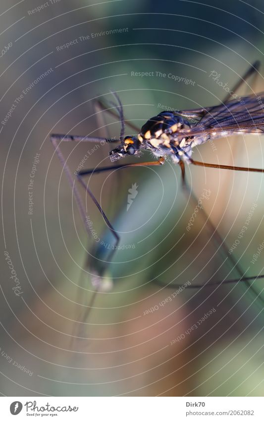 insect portrait Environment Nature Animal Spring Garden Park Meadow Bremen Germany Wild animal Insect Crane fly Shoemaker 1 Small Natural Delicate