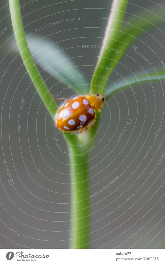 sixteen spot Nature Plant Animal Spring Summer Leaf Beetle 1 Crawl Small Positive Gray Green Orange Uniqueness Happy Center point Perspective Lanes & trails