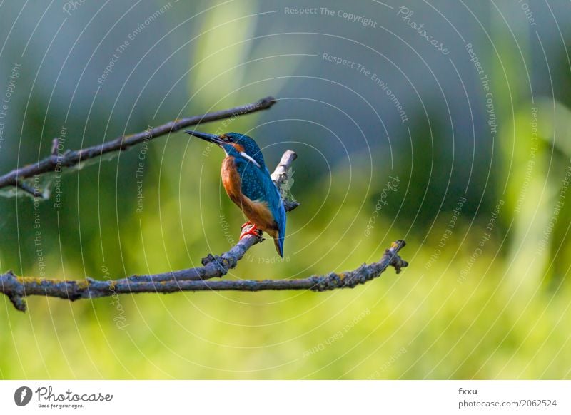 kingfisher Environment Nature Tree Grass Leaf Animal Wild animal Bird Kingfisher 1 Discover Sit Blue Multicoloured Gold Green Orange Dependability