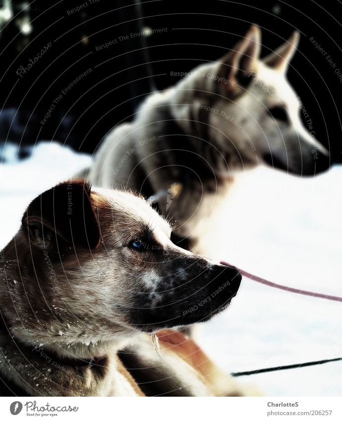 attention Sled dog Sled dog race Winter Snow Fog Ice Frost Norway Dog 2 Animal Pair of animals Looking Sit Muscular Curiosity Moody Contentment Anticipation