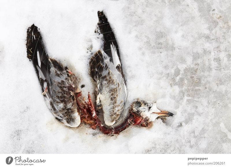 Flight of Death 2010 Winter Snow Animal Dead animal Pigeon Colour photo Exterior shot Detail Dawn Animal portrait Full-length Crash Ice Cold Freeze to death