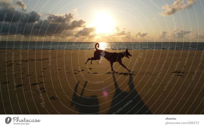 Dancing Dog Sand Sky Clouds Sunrise Sunset Beautiful weather North Sea Island Pet 1 Animal Movement Colour photo Exterior shot Deserted Copy Space left