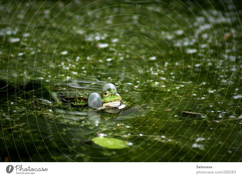 inflated type Summer Environment Nature Plant Animal Water Bog Marsh Pond Animal face Frog 1 Wet Slimy Green Love of animals Breathe Quack Animal sounds