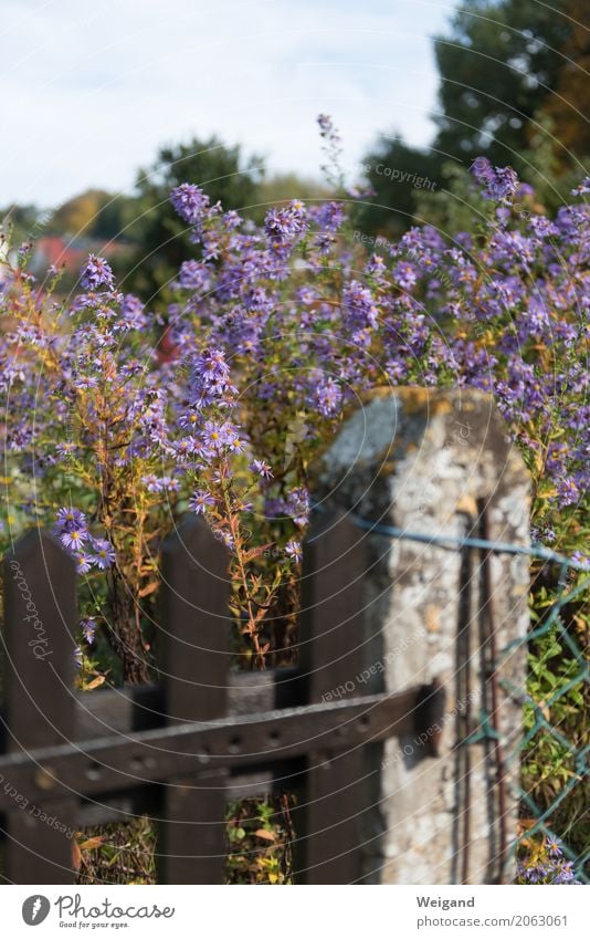 roadside Plant Fragrance Violet Garden Fence Flower country lust Country life Sky Gardening Town Exterior shot Deserted