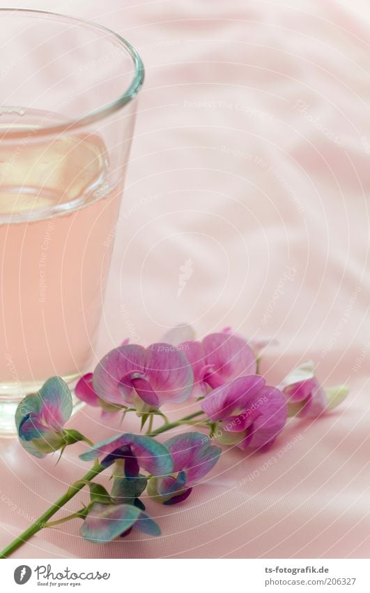 Vetch meets rhubarb juice Beverage Cold drink Lemonade Juice Alcoholic drinks Rhubarb Rose Mug Glass Plant Flower Blossom Sweet pea Still Life Esthetic Exotic