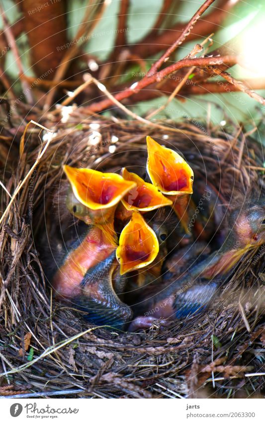 aria Spring Tree Animal Wild animal Bird 4 Baby animal Scream Nature Nesting place Appetite Sing Blackbird Colour photo Multicoloured Exterior shot Close-up