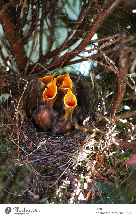 childcoar II Wild animal Bird 4 Animal Baby animal Scream Funny Natural Nature Sing Appetite Blackbird Nest Colour photo Multicoloured Close-up Deserted