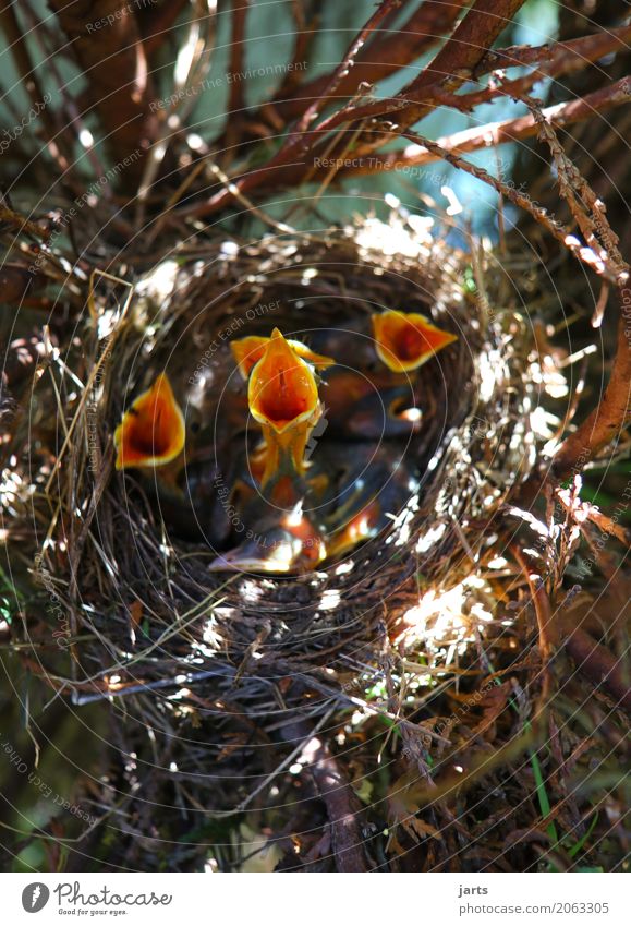 childcohr III Spring Tree Garden Park Wild animal Bird 4 Animal Group of animals Baby animal Eating Scream Natural Appetite Thirst Nature Blackbird Nest Chick