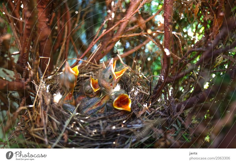 hunger Nature Spring Tree Garden Park Animal Wild animal Bird 4 Baby animal Eating Scream Natural Appetite Nest Blackbird Colour photo Close-up Deserted