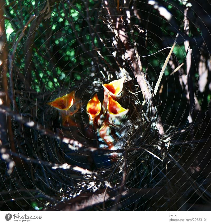 hunger Tree Garden Park Forest Animal Wild animal Bird 4 Group of animals Baby animal Scream Funny Natural Nature Blackbird Nest Appetite Colour photo