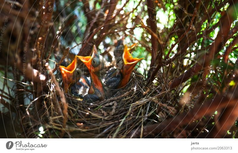 screaming necks Animal Wild animal Bird 4 Baby animal Scream Natural Appetite Thirst Nature Blackbird Squaller Nest Beak Tree Bushes Colour photo Multicoloured