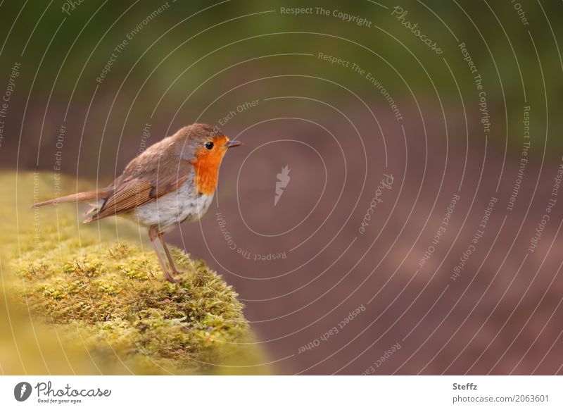 Robin visiting the garden Robin redbreast Bird Observe Looking Wait Cute Moss Garden Visit Attentive Freedom Idyll Foraging Ease Encounter Interest lurk