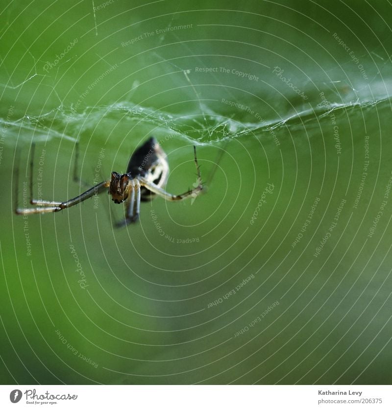 8 legs Nature Animal Wild animal Spider 1 Build Disgust Hideous Brown Green Diligent Endurance Fear Net Spider's web Colour photo Exterior shot