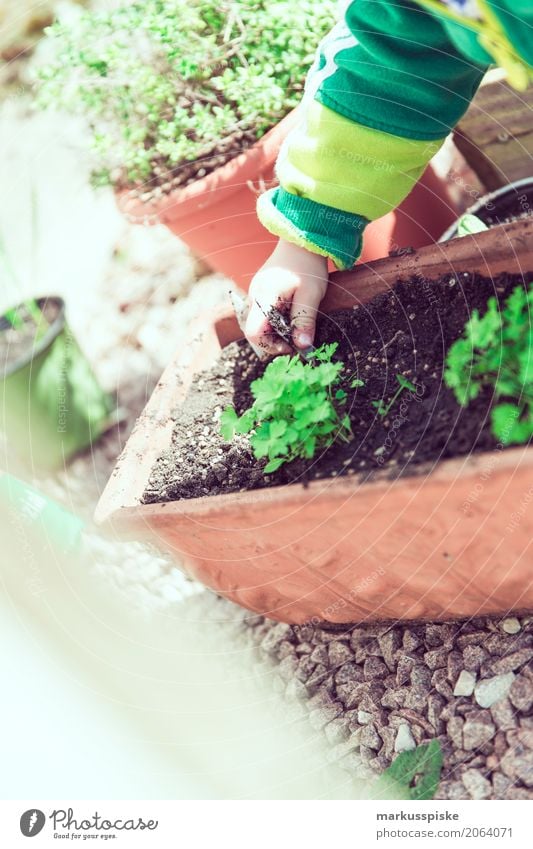 Harvesting herbs in the garden Food Herbs and spices Nutrition Eating Urban gardening herb bed Parsley Healthy Eating Leisure and hobbies Playing Summer Garden