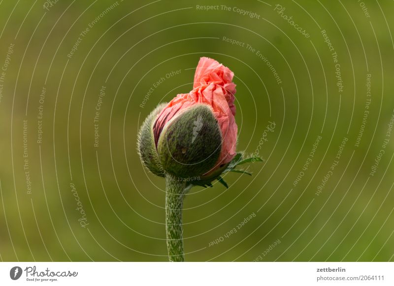 poppy day Flower Blossoming Bud Garden Grass Garden plot Garden allotments Deserted Poppy Corn poppy Nature Plant Calm Summer Bushes Copy Space Depth of field