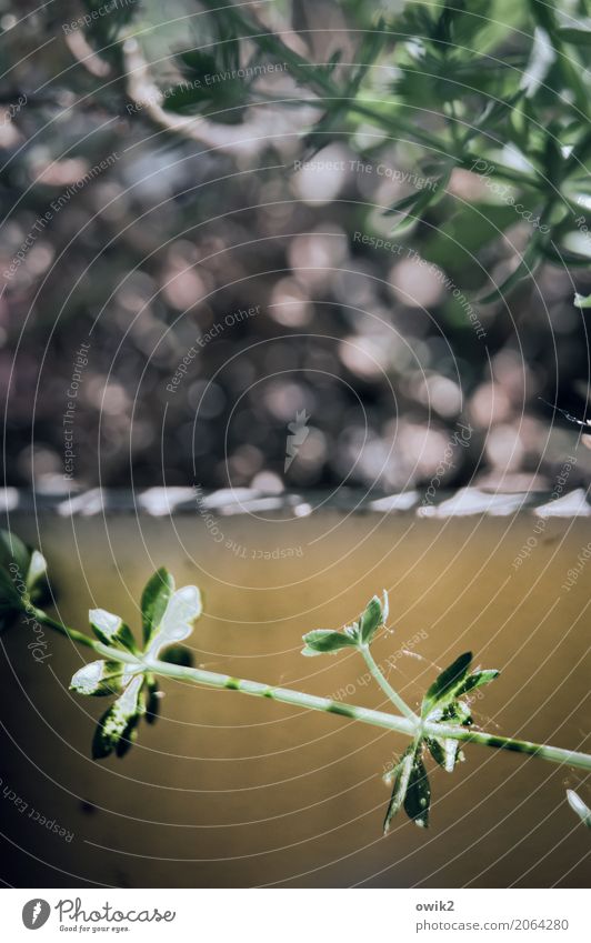 peripheral zone Environment Nature Plant Balcony plant Thin Small Near Green Violet Ochre Colour photo Exterior shot Close-up Detail Deserted Copy Space bottom