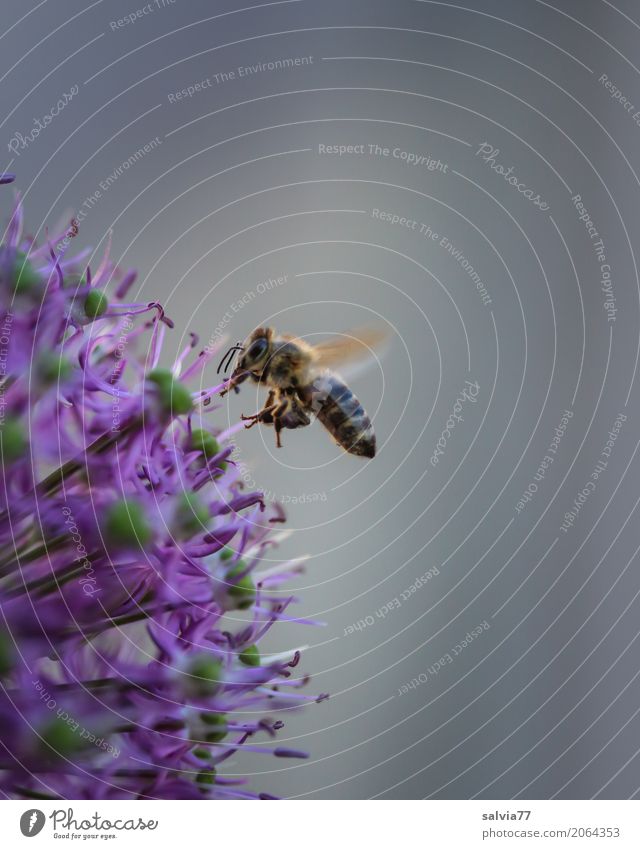 garlic flower Nature Spring Plant Flower Blossom ornamental garlic Garden Farm animal Bee Wing Honey bee Insect Flying Fragrance Gray Violet Spring fever