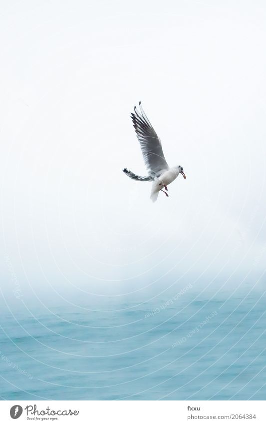 seagull in flight Seagull Healthy Eating Dish Wing Bird Ocean Flying Venice Gull birds Water Freedom Beak Feather Nature Bright background Ease