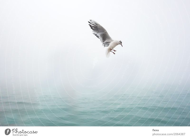 Seagull in Venice Animal Bird seagull 1 Water Flying Free Happy Happiness Spring fever Anticipation Enthusiasm Blue waterfowl Freedom Nature Ease Colour photo