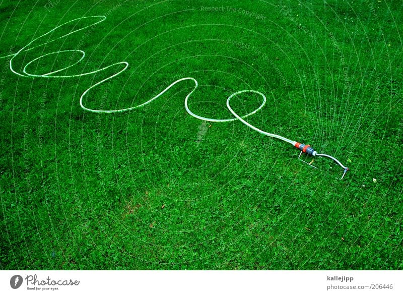 The gardener's coming. Leisure and hobbies Garden Gardening Environment Water Drops of water Summer Plant Grass Garden hose Lawn sprinkler Damp Colour photo