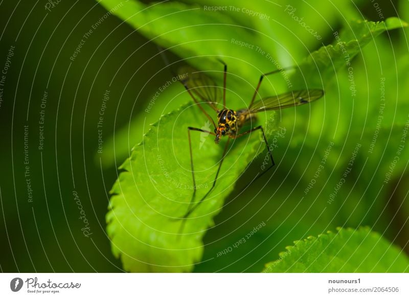 overslept Animal Spring Wild animal Crane fly 1 Lie Looking Sit Esthetic Cool (slang) Elegant Creepy Brown Yellow Green Orange Colour photo Multicoloured