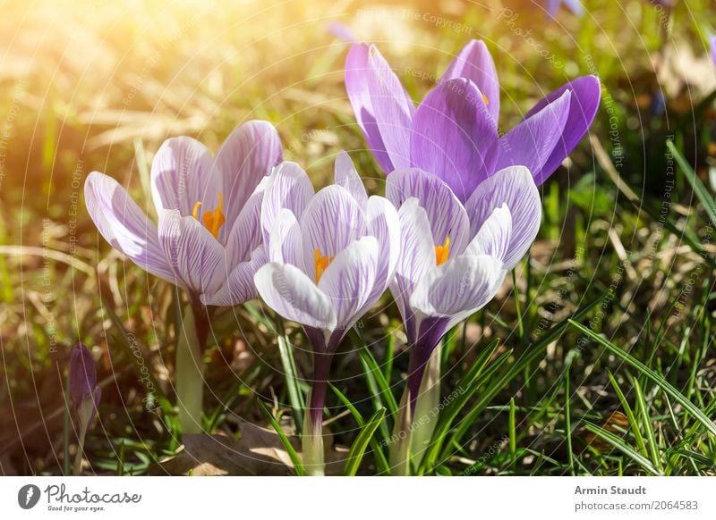 spring Easter Nature Plant Earth Spring Summer Beautiful weather Flower Crocus Garden Park Meadow Breathe Fragrance Illuminate Esthetic Free Friendliness