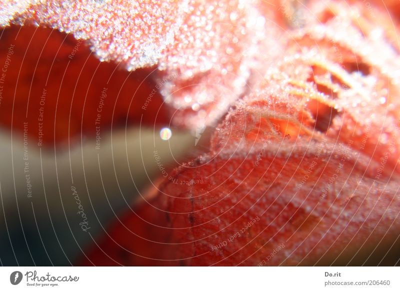 colour- and shapely :-D Nature Winter Ice Frost Snow Blossom Esthetic Simple Natural Chinese lantern flower Orange Cold Colour photo Exterior shot Flash photo