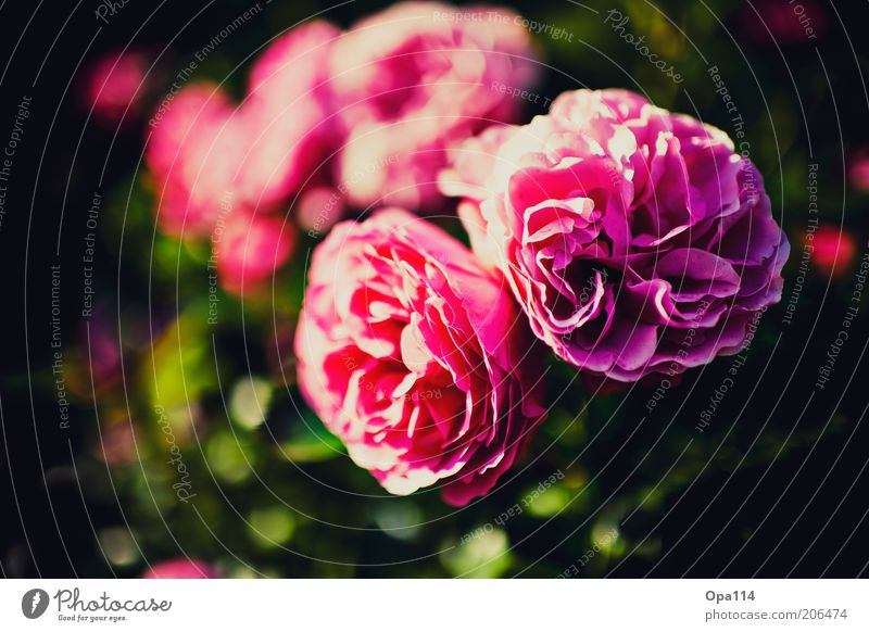 a rose is still a rose Plant Spring Summer Flower Rose Blossom Fragrance Soft Violet Pink Beautiful Esthetic Colour photo Multicoloured Exterior shot Close-up