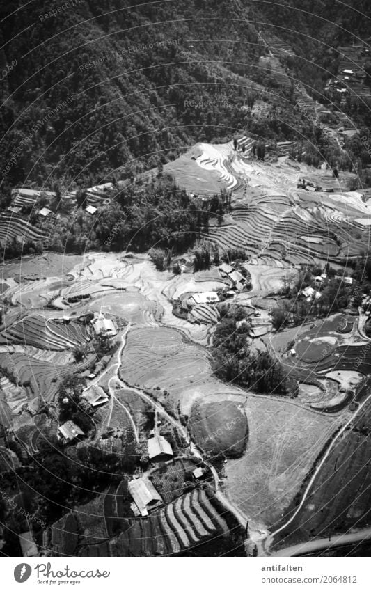 Rice fields from above Vacation & Travel Tourism Trip Adventure Far-off places Freedom Mountain Hiking Nature Earth Spring Summer Beautiful weather Tree Grass