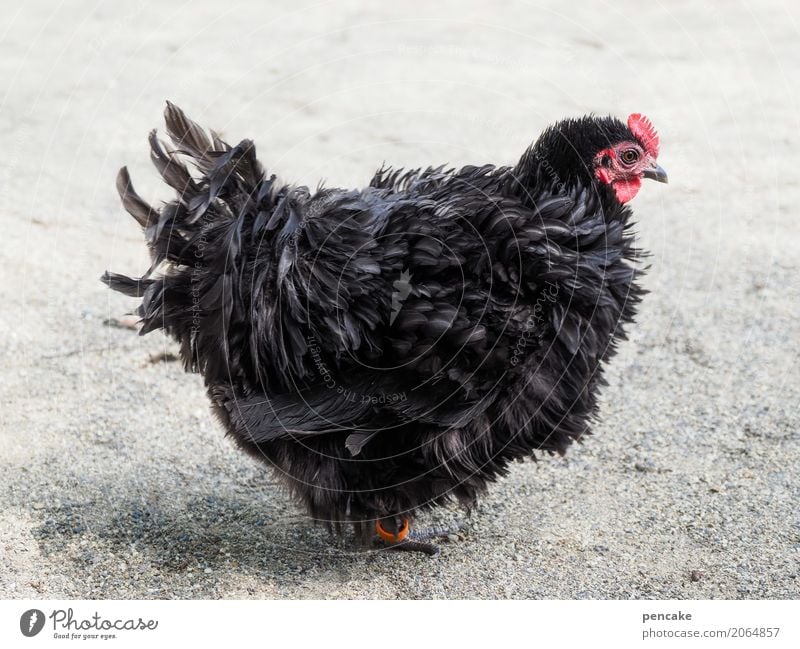 noir Animal Pet Farm animal Bird 1 Sign Caution Barn fowl Black Poultry Gothic style Black Magic Colour photo Exterior shot Animal portrait Bantam