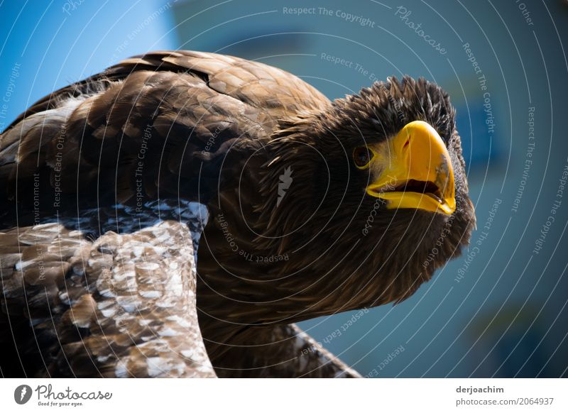 In anticipation is the Big Eagle. He almost looks into the camera. With his mouth half open. Joy Trip Spring Beautiful weather Park Bavaria Germany Deserted