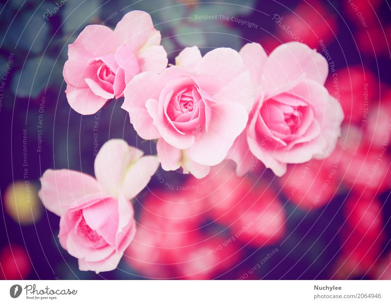 Pink rose in garden Summer Feasts & Celebrations Valentine's Day Nature Flower Leaf Blossom Bouquet Blossoming Love Fresh Bright Retro Romance Colour Nostalgia