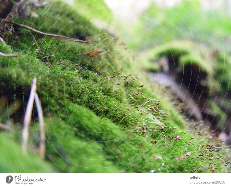 moss Autumn Thaw Detail of a Moosbüchel Moss