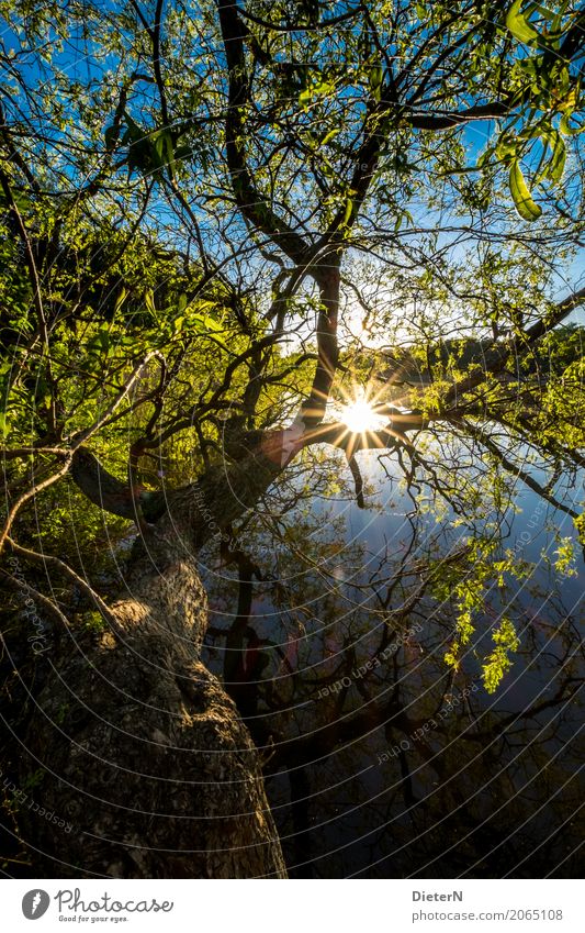 backlight Landscape Water Sun Sunrise Sunset Sunlight Tree Leaf Park Lakeside Blue Brown Green Darss Mecklenburg-Western Pomerania Prerow Colour photo