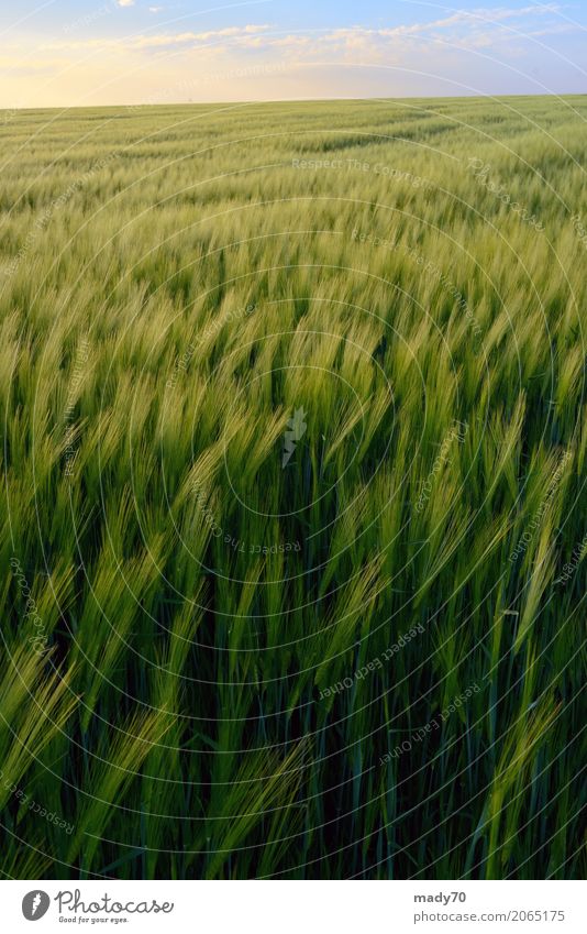 Beautiful sunset over green rye field Bread Summer Sun Fingers Nature Landscape Plant Sky Clouds Weather Wind Grass Growth Yellow Gold Green Field Rye