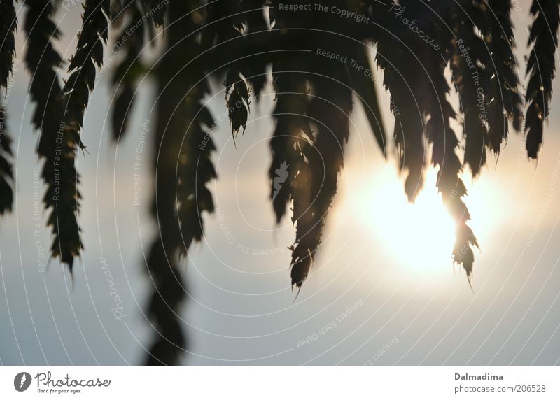 Wheat field the second Environment Nature Sky Sun Sunlight Climate Beautiful weather Agricultural crop Grain Esthetic Life Back-light Interesting Growth