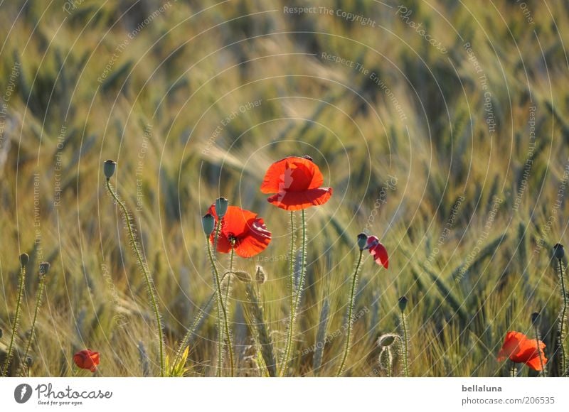 poppy seed roll Environment Nature Plant Sunlight Summer Climate Beautiful weather Warmth Flower Blossom Field Poppy Poppy field Grain Grain field Barley