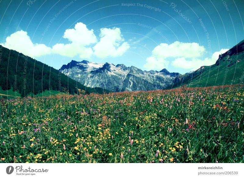 Swiss Mountain Environment Nature Landscape Plant Air Sky Clouds Spring Summer Weather Beautiful weather Flower Grass Meadow Forest Hill Alps Exceptional Blue