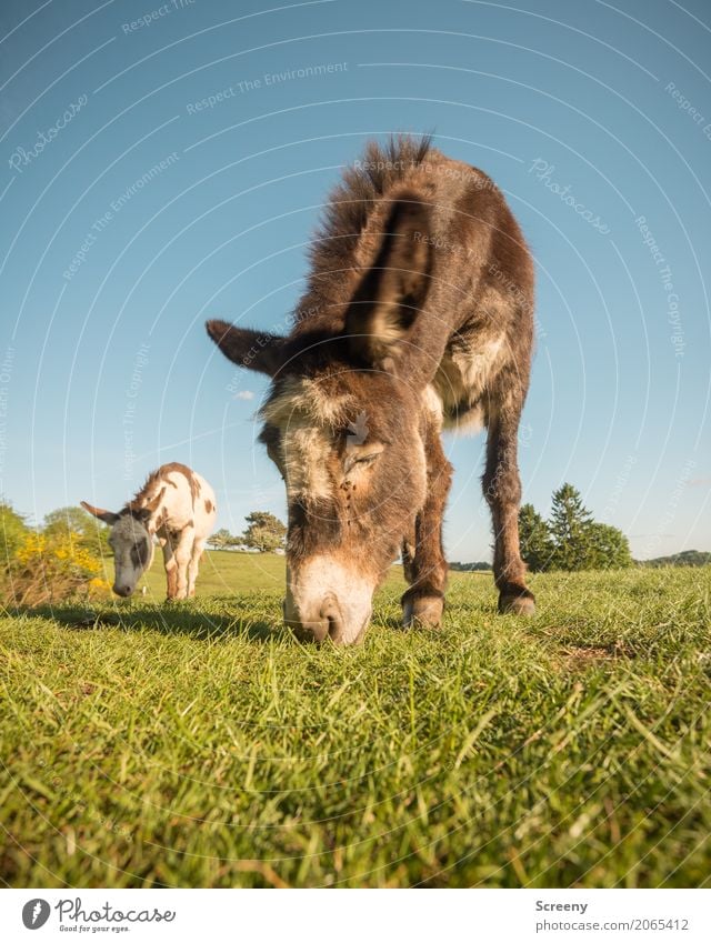 Nomnomnom.... Vacation & Travel Tourism Trip Hiking Nature Landscape Plant Animal Sky Cloudless sky Summer Beautiful weather Grass Bushes Meadow Farm animal