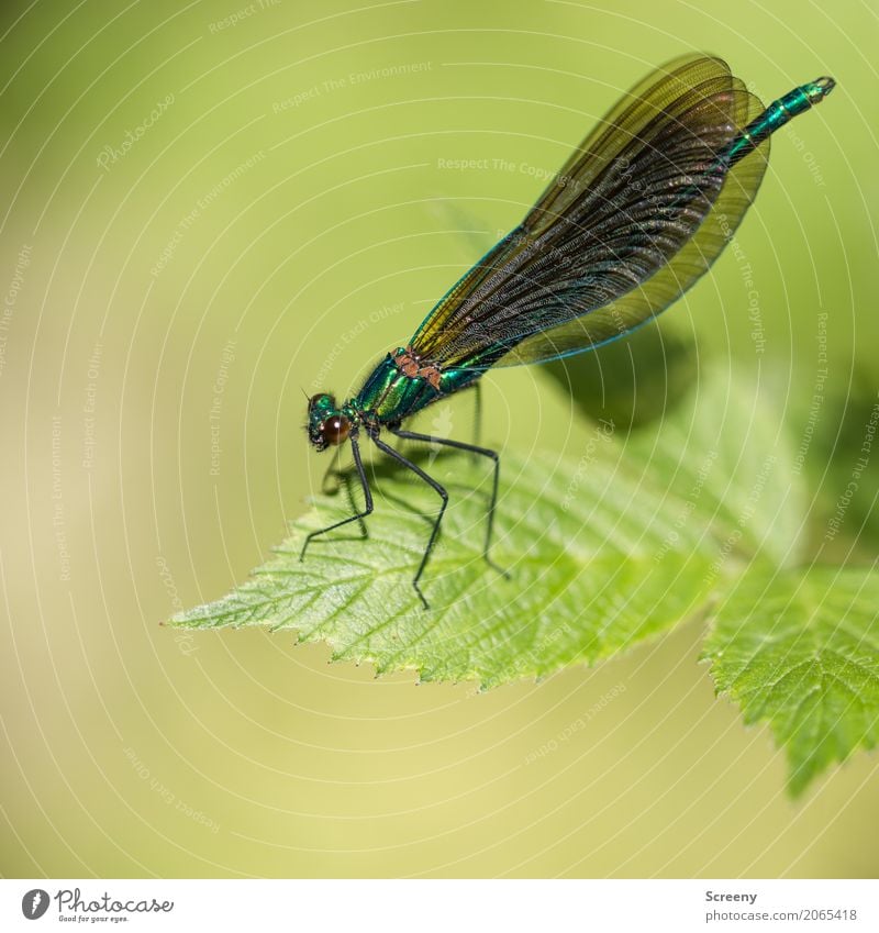 fragile Nature Plant Animal Summer Leaf Forest River bank Dragonfly Insect 1 Sit Small Fragile Wing Colour photo Close-up Macro (Extreme close-up) Deserted Day