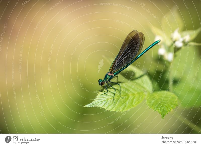 refuel Nature Plant Animal Spring Summer Beautiful weather Bushes Leaf Blossom Forest River bank Dragonfly 1 Sit Small Serene Patient Calm Fragile Wing Warmth