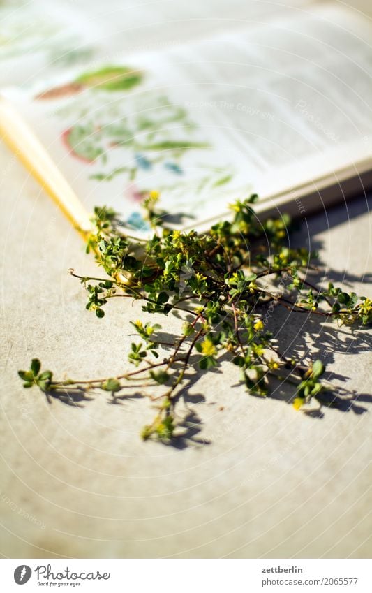 botanizing Flower Blossoming Relaxation Vacation & Travel Garden Garden plot Garden allotments Deserted Nature Plant Calm Summer Depth of field Botany Book