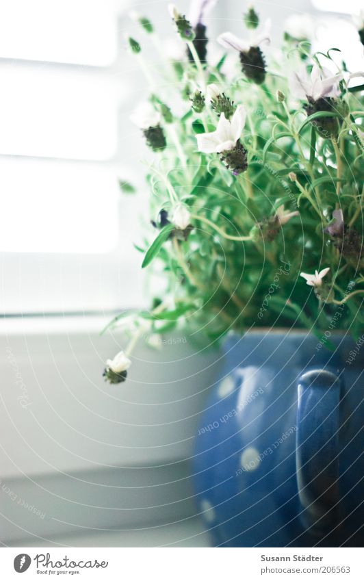 lavender Plant Blossom Shutter Window board Window seat Lavender Decoration Flowerpot Blue Carry handle Bright Close-up Deserted Copy Space left Day Light