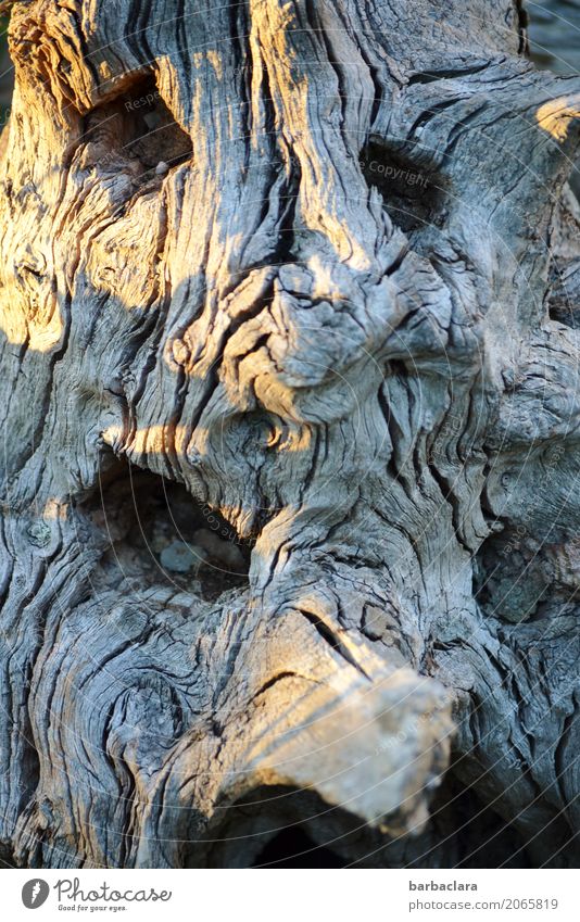 The root sepp Nature Tree Root Garden Wood Line Face Old Creepy Gray Emotions Bizarre Whimsical Change Subdued colour Exterior shot Detail Abstract